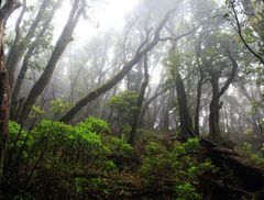 Ein Wald, wie im Bilderbuch