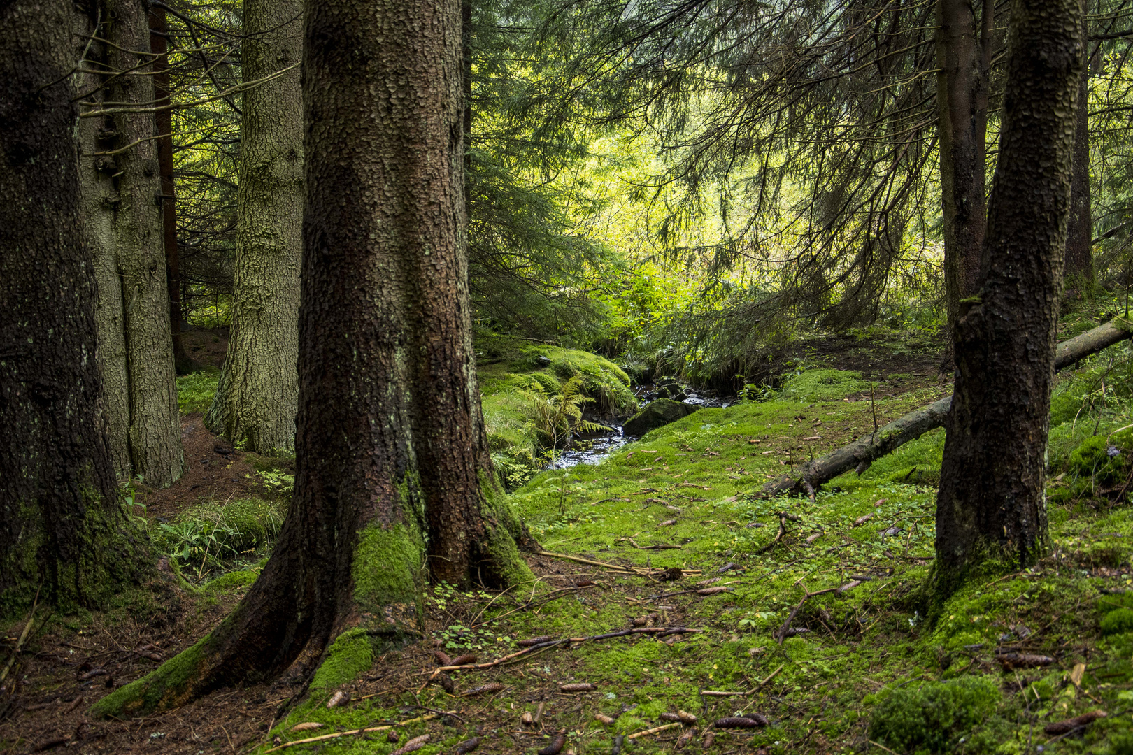 Ein Wald, wie man ihn heute nur noch selten sieht.