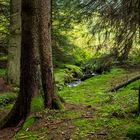 Ein Wald, wie man ihn heute nur noch selten sieht.