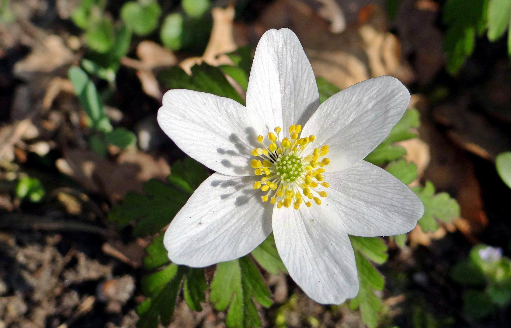 Ein Waldblümchen