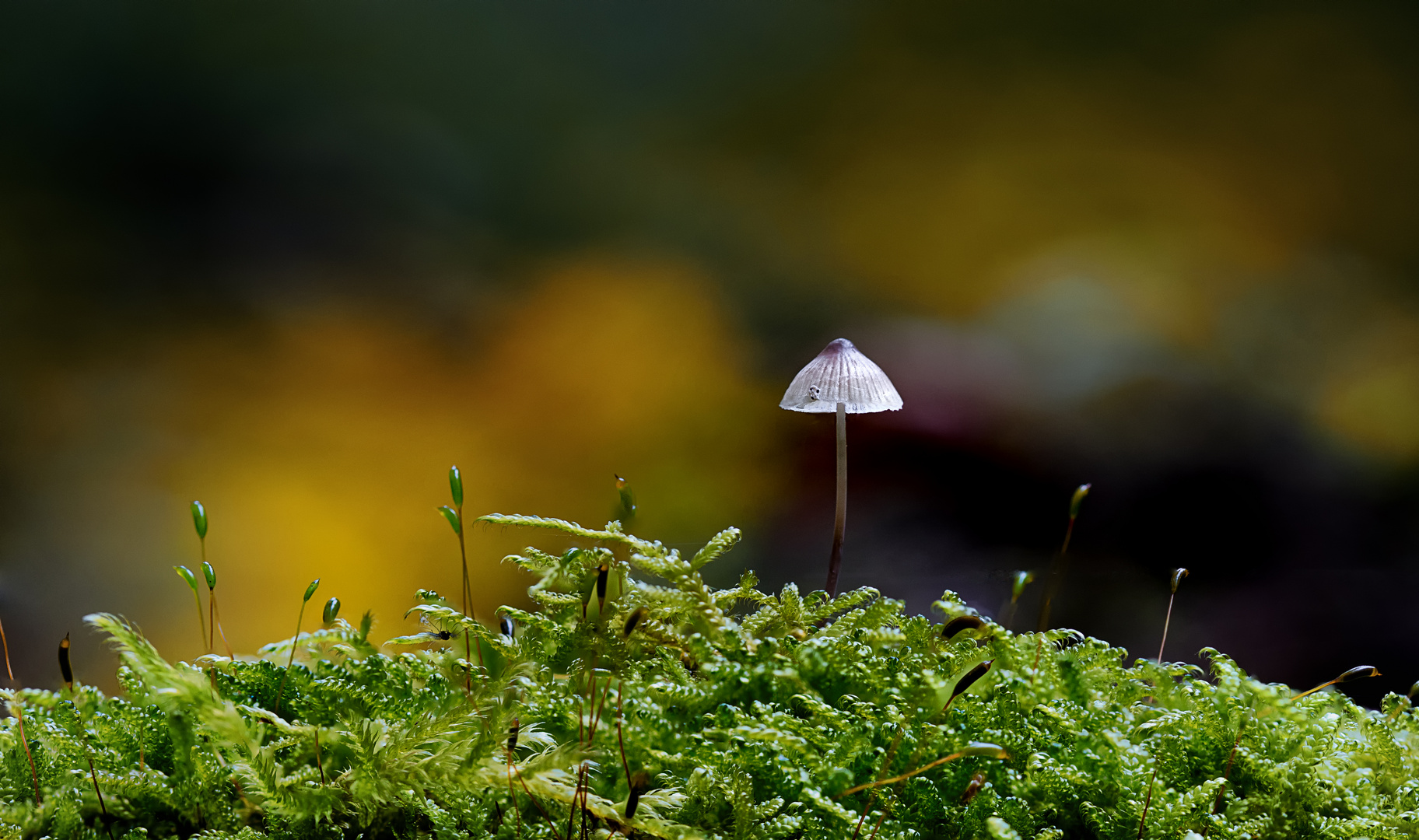 Ein Waldpilz