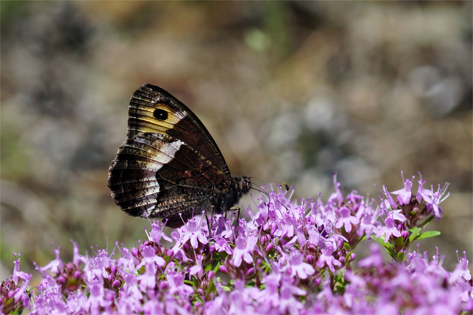 Ein Waldportier... Hipparchia alcyone ...