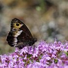 Ein Waldportier... Hipparchia alcyone ...