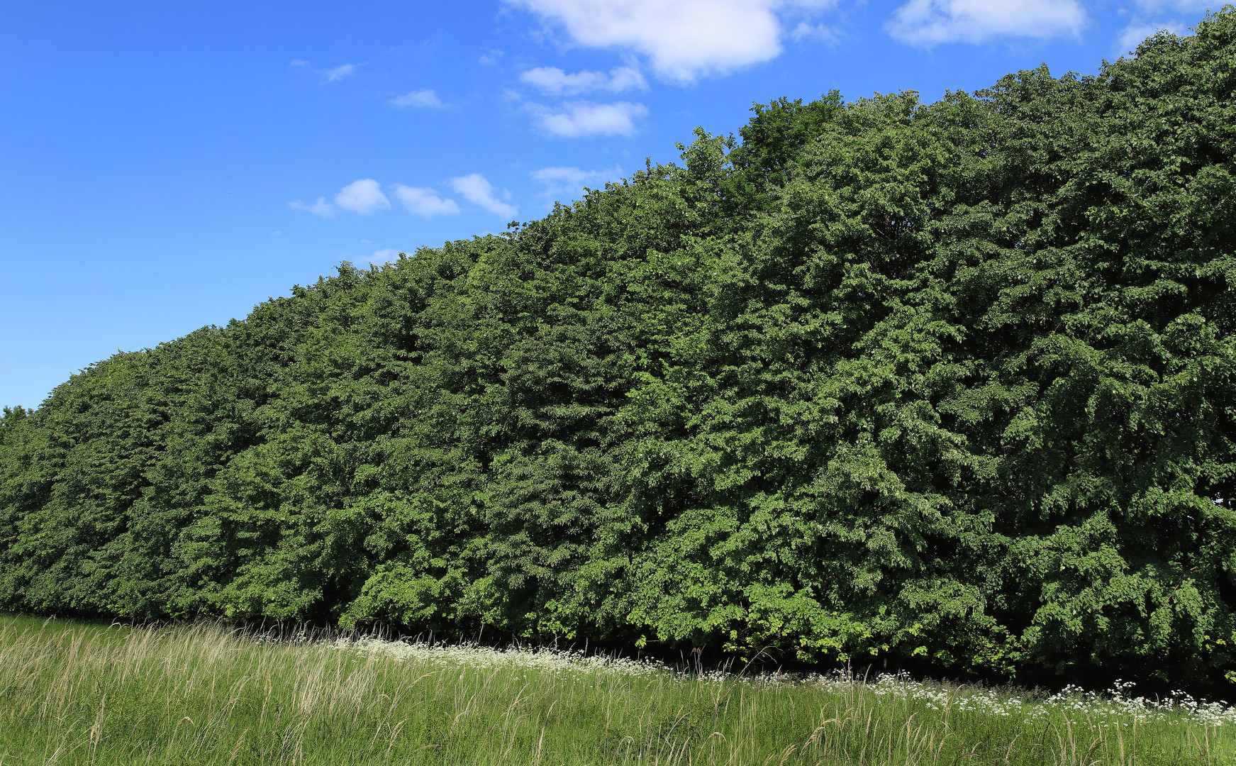 Ein Waldrand wie eine grüne Wand...