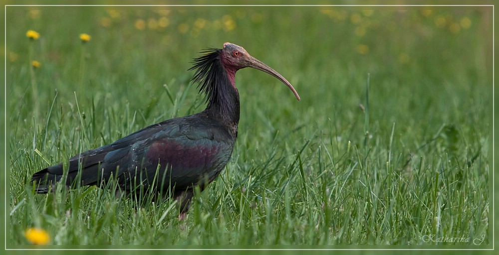 Ein Waldrapp in freier Wildbahn - eine seltene Begegnung