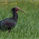 Ein Waldrapp in freier Wildbahn - eine seltene Begegnung