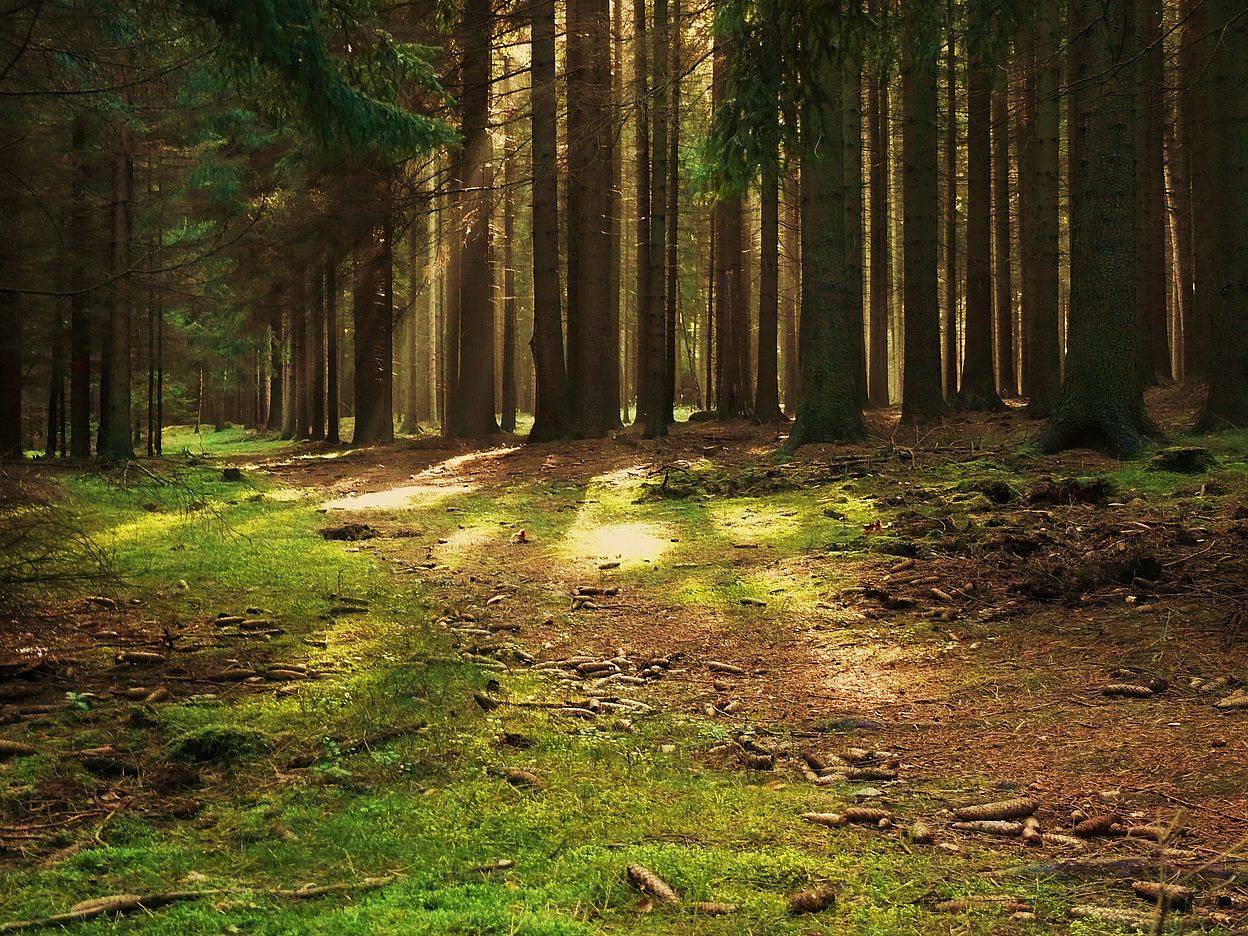 Ein Waldspaziergang