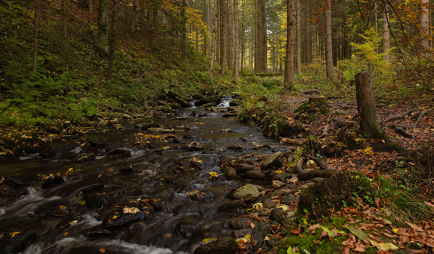 Ein Waldspaziergang