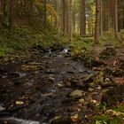 Ein Waldspaziergang