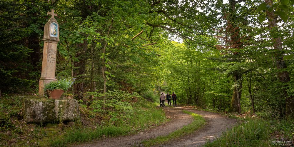 Ein Waldspaziergang 