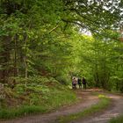 Ein Waldspaziergang 