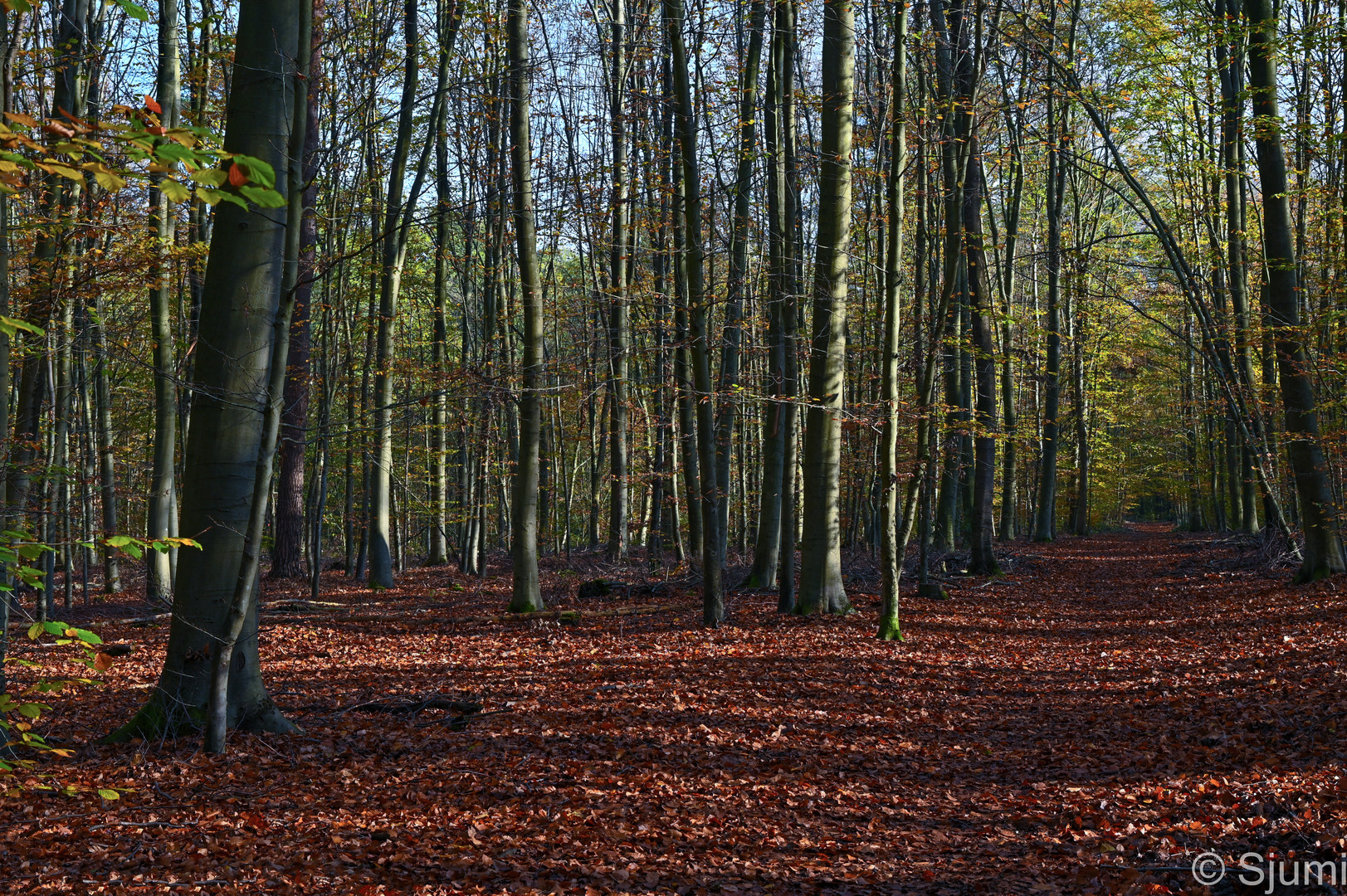 Ein Waldspaziergang