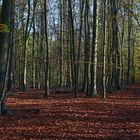 Ein Waldspaziergang