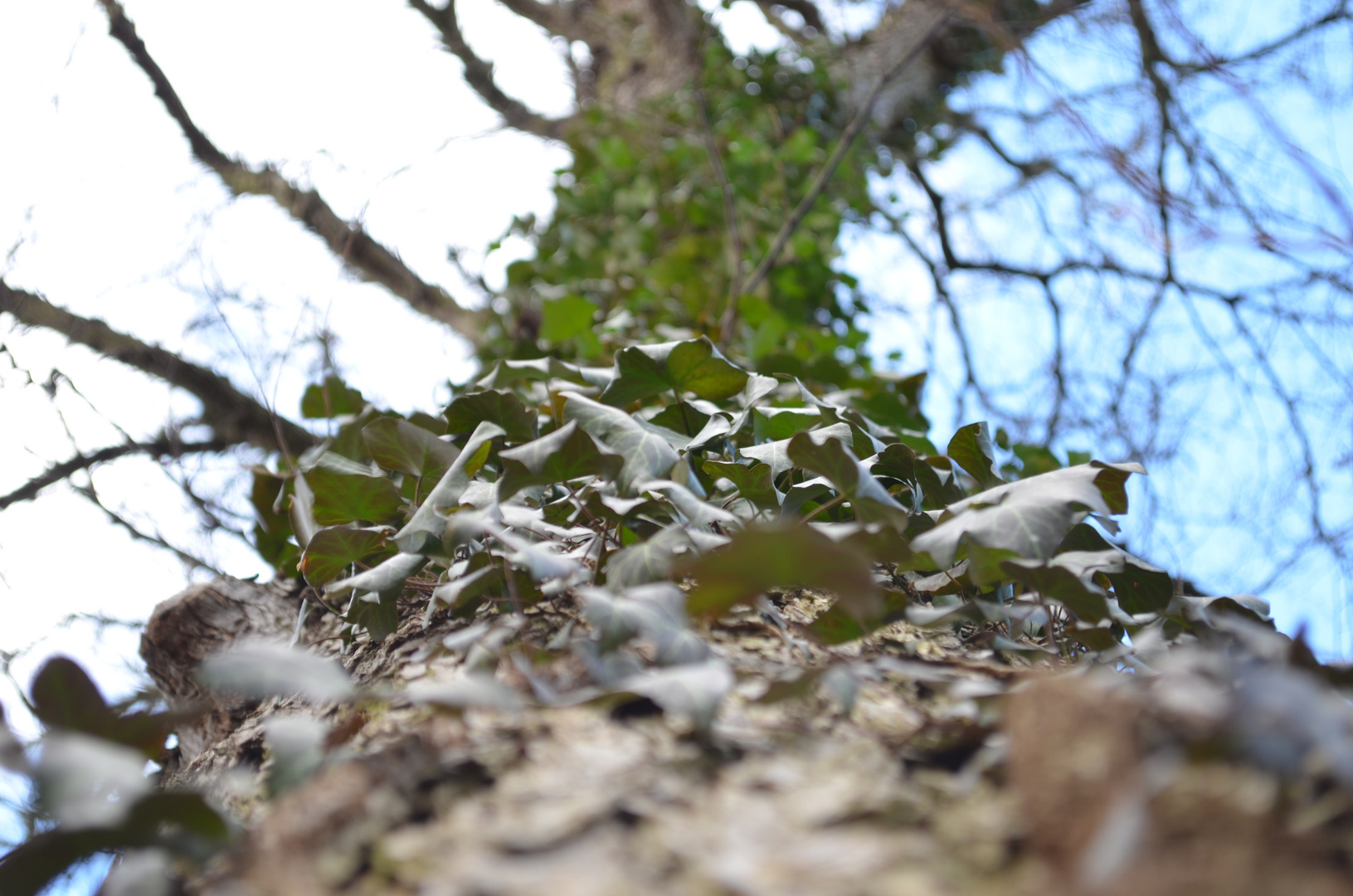 Ein Waldspaziergang (3)