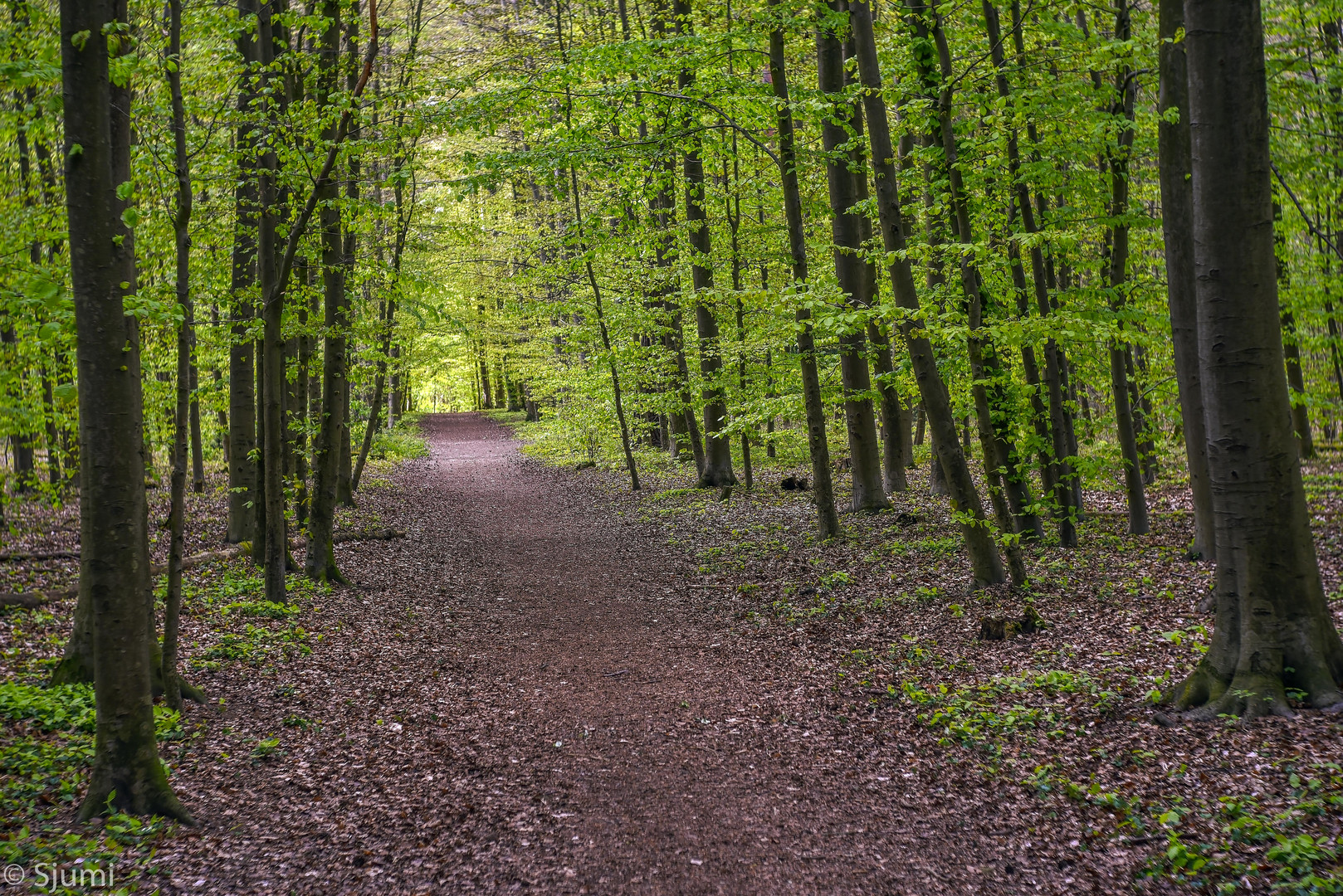 Ein Waldspaziergang