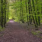 Ein Waldspaziergang