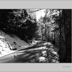 Ein Waldspaziergang 