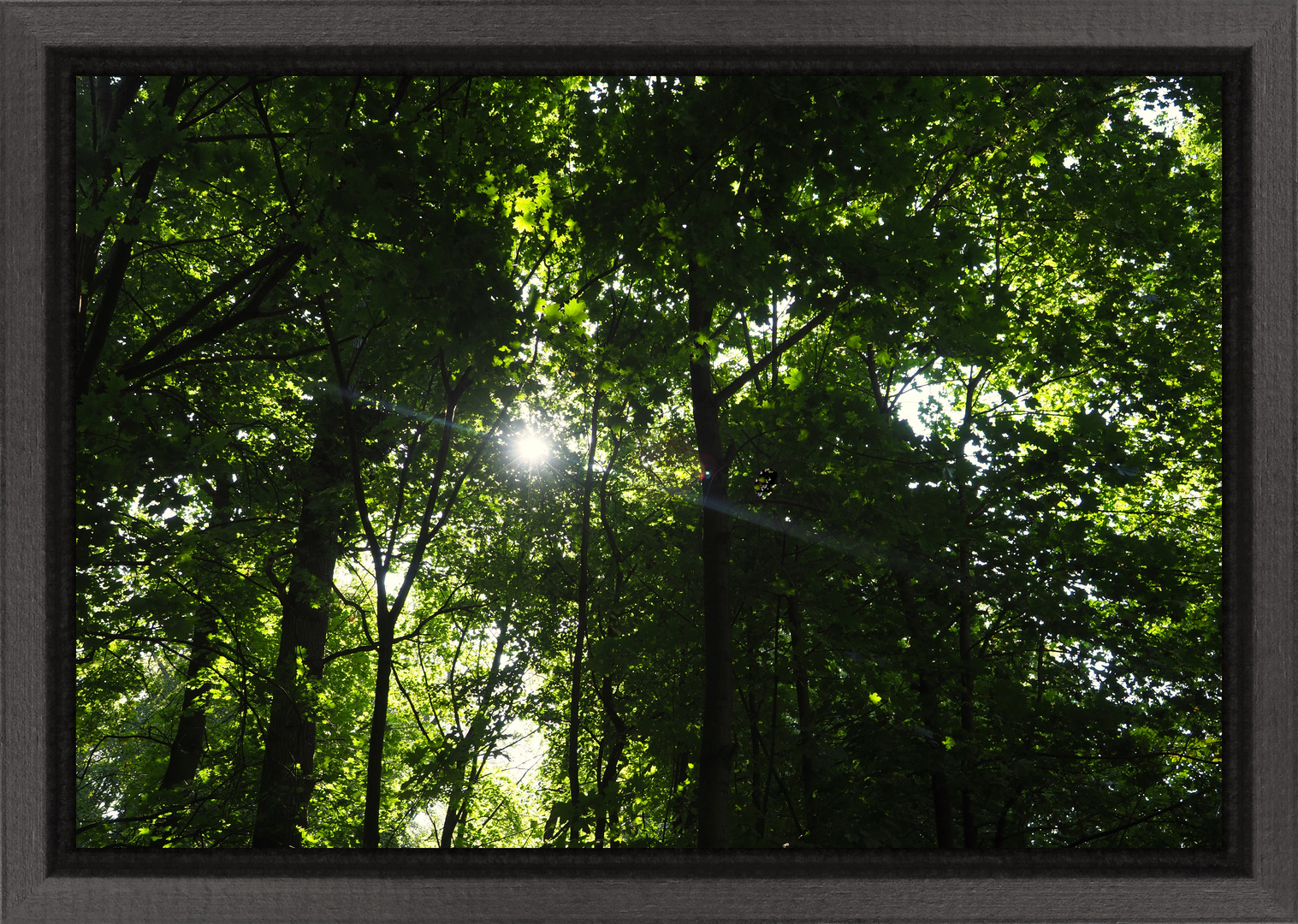 Ein Waldspaziergang