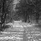 Ein Waldspaziergang