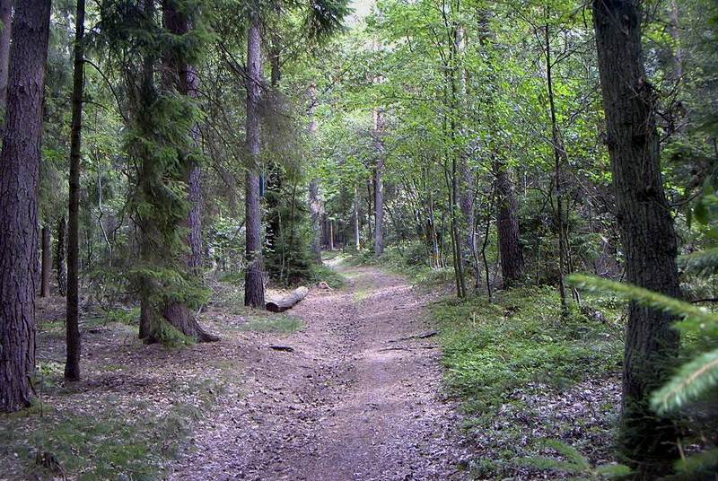 Ein Waldspaziergang.....