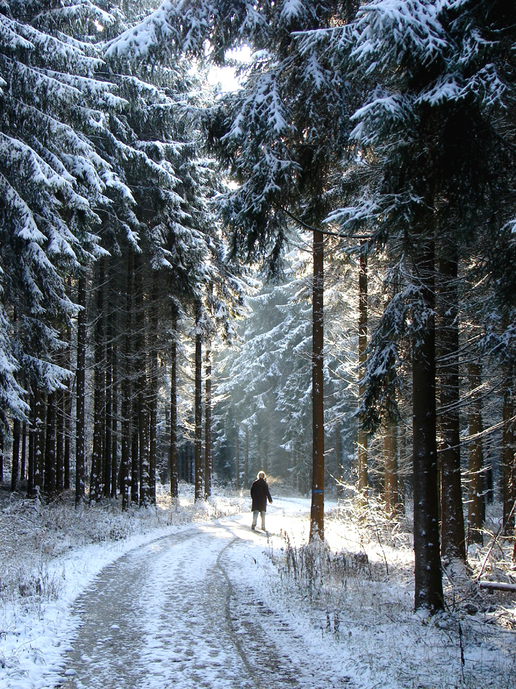 Ein Waldspaziergang im Frost