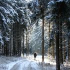 Ein Waldspaziergang im Frost