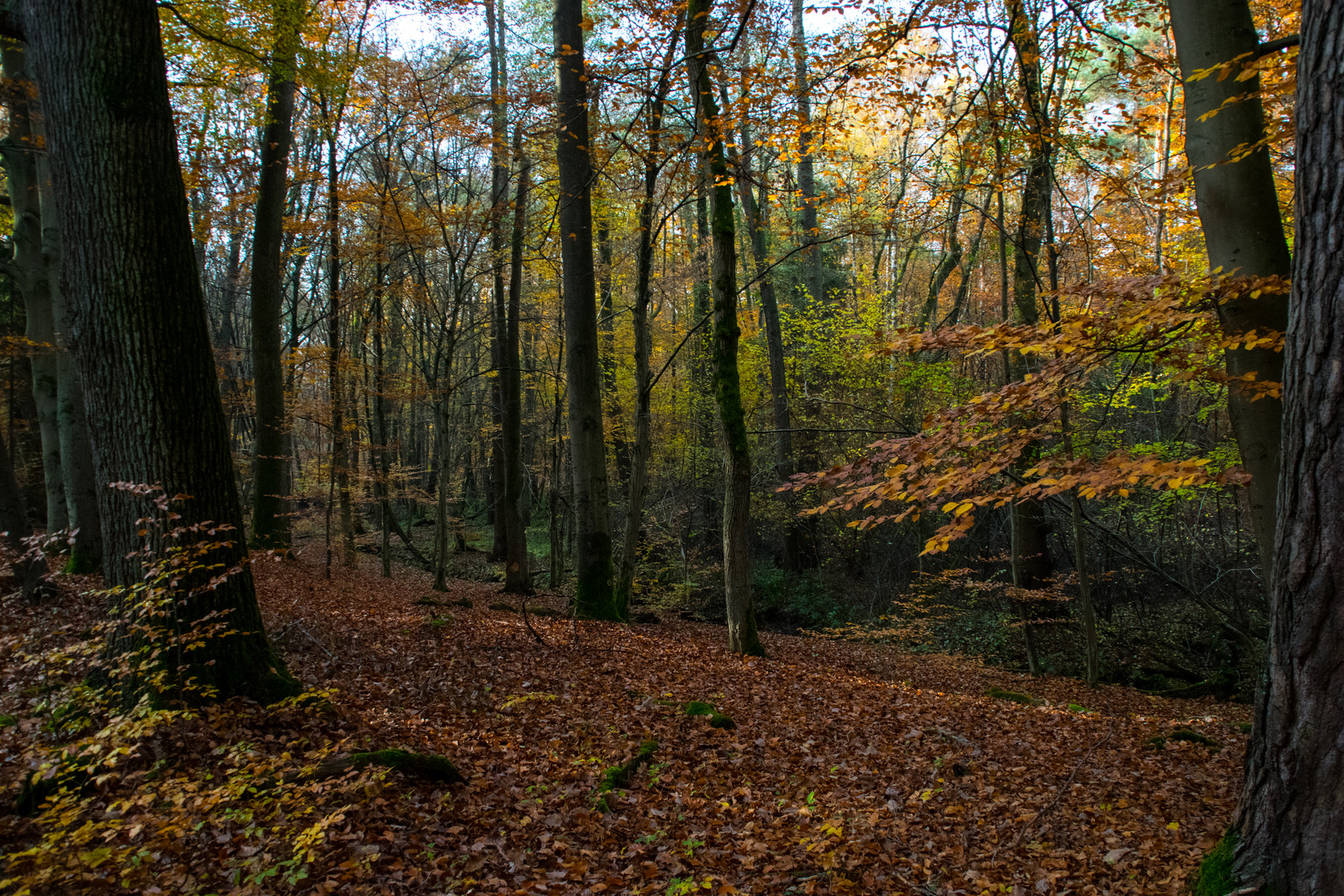 Ein Waldspaziergang im Herbst