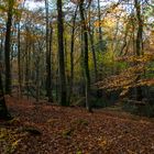 Ein Waldspaziergang im Herbst