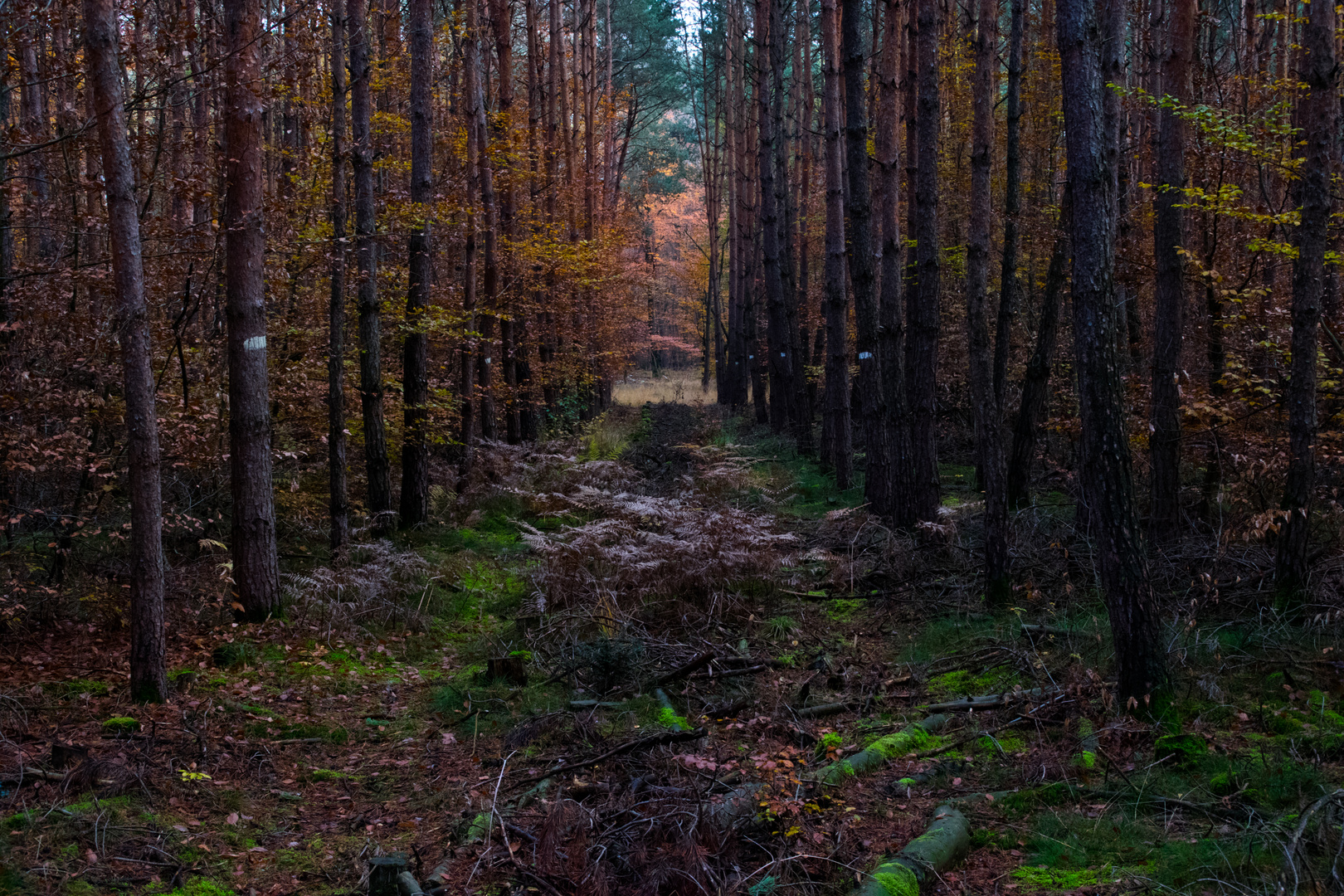 Ein Waldspaziergang im Herbst