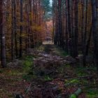 Ein Waldspaziergang im Herbst