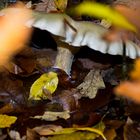 Ein Waldspaziergang im Herbst