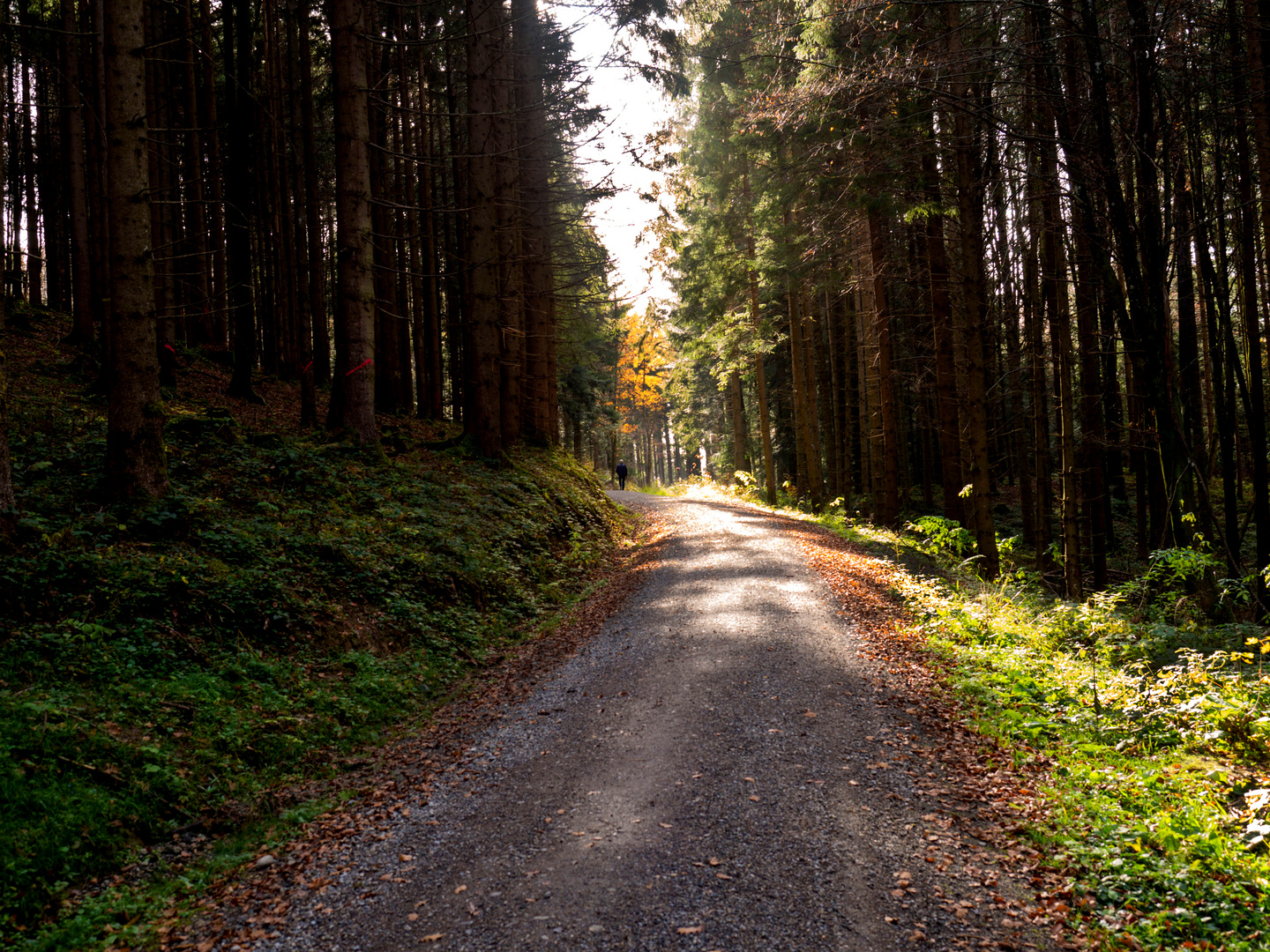 Ein Waldspaziergang tut gut