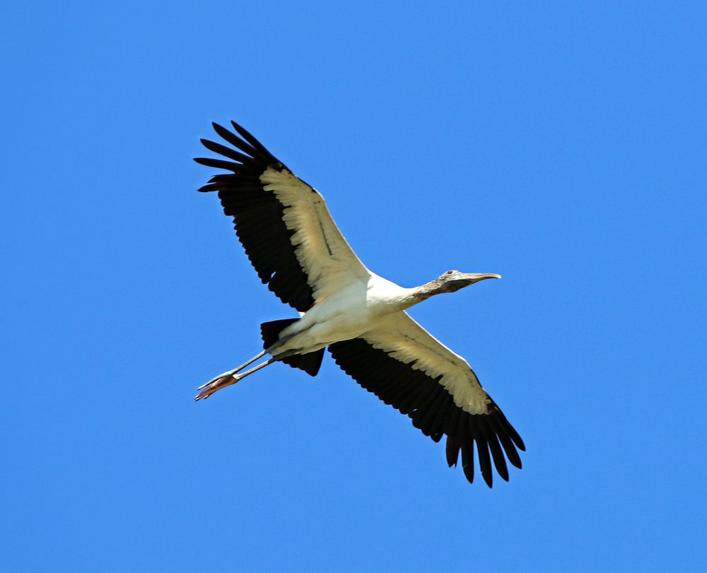 Ein Waldstorch an der Pazifikküste.