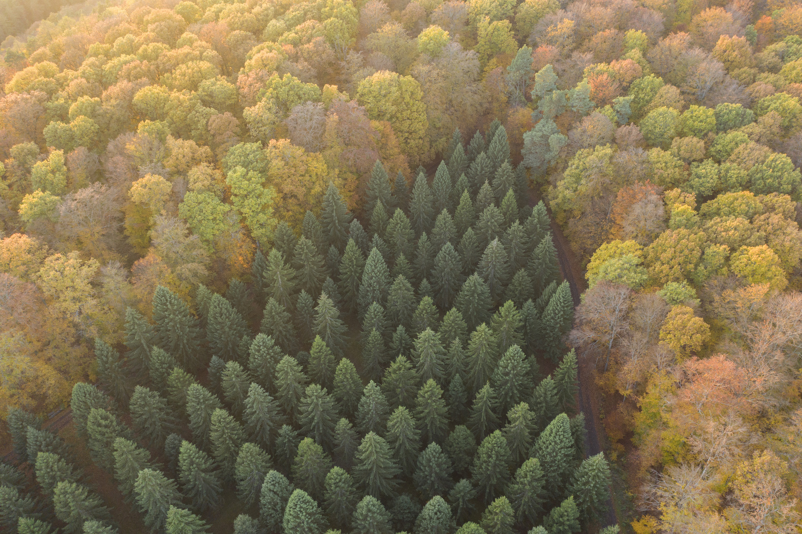 Ein Waldstück im Waldgebiet Kleinengelein, Steigerwald