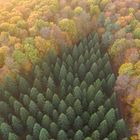 Ein Waldstück im Waldgebiet Kleinengelein, Steigerwald