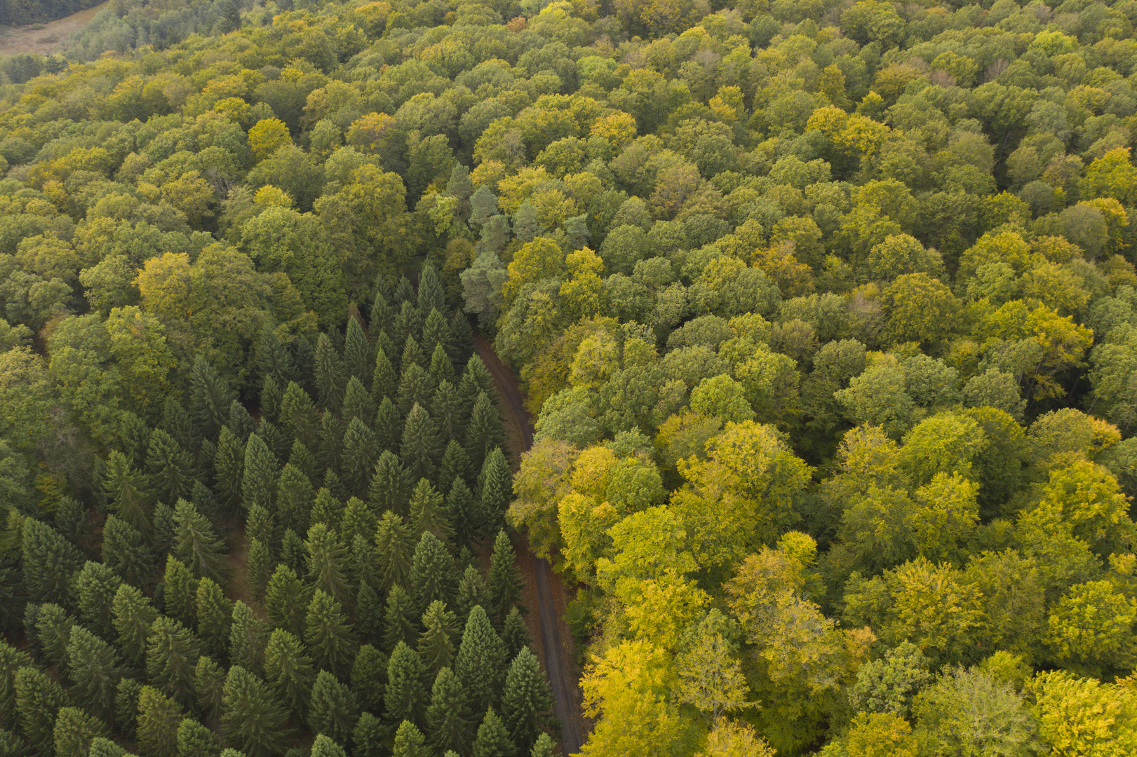 Ein Waldstück im Waldgebiet Kleinengelein, Steigerwald