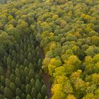 Ein Waldstück im Waldgebiet Kleinengelein, Steigerwald