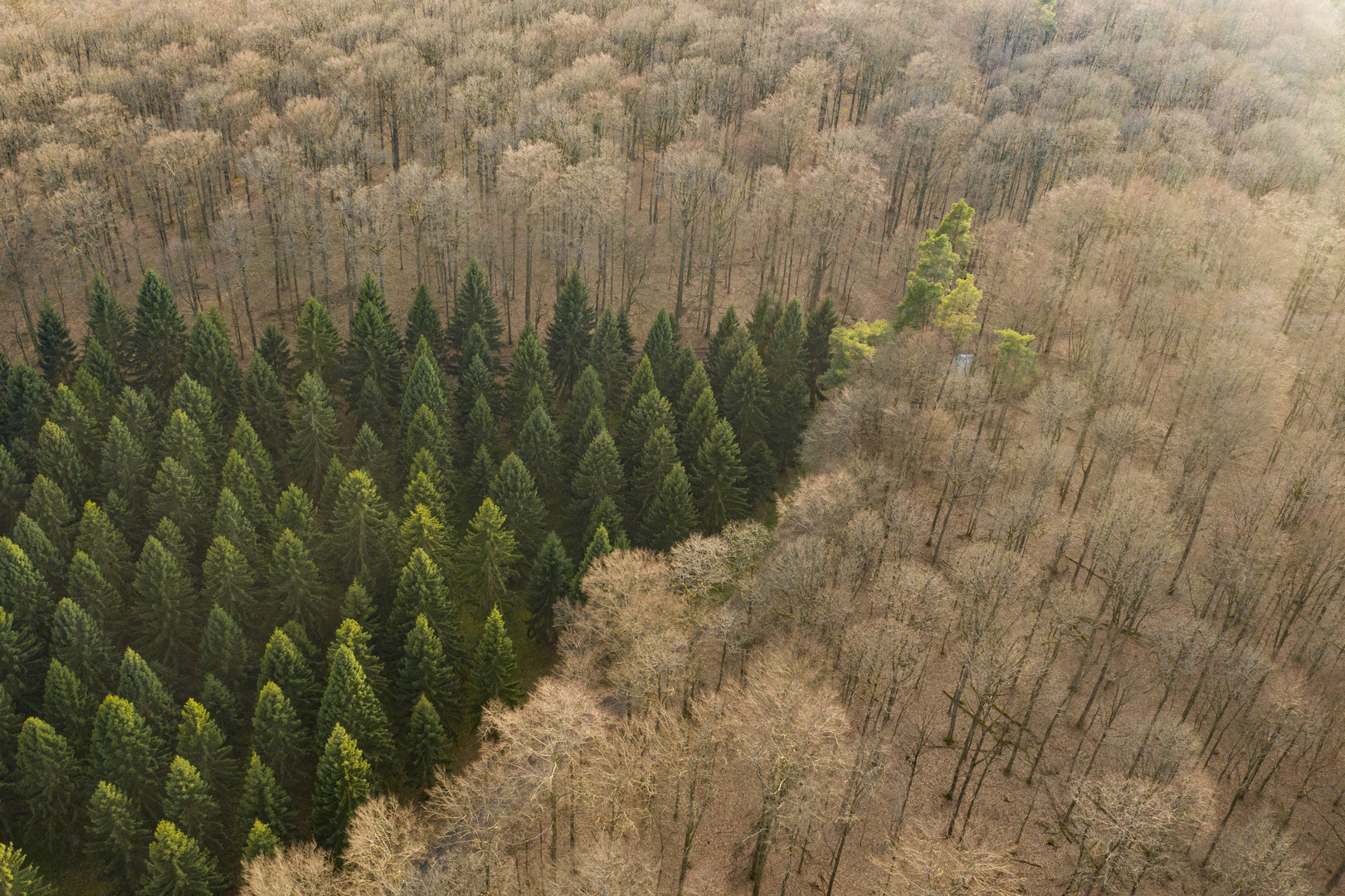 Ein Waldstück im Waldgebiet Kleinengelein, Steigerwald