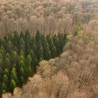 Ein Waldstück im Waldgebiet Kleinengelein, Steigerwald