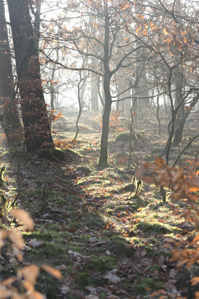 Ein Waldstück in Mecklenburg Vorpommern