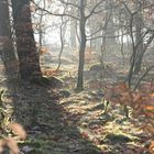 Ein Waldstück in Mecklenburg Vorpommern