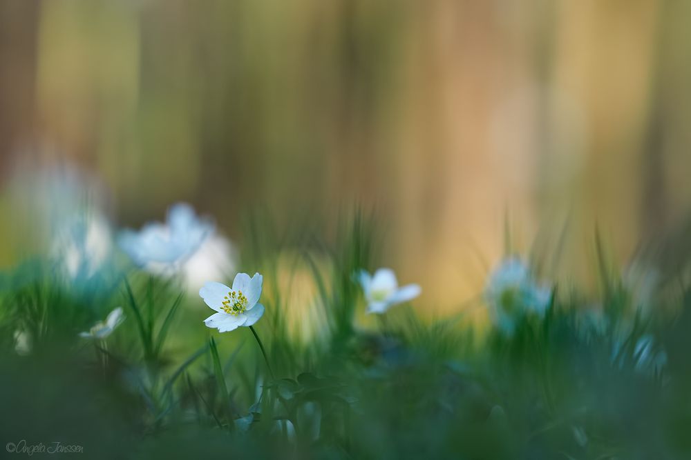 Ein Waldstück voller Buschwindröschen