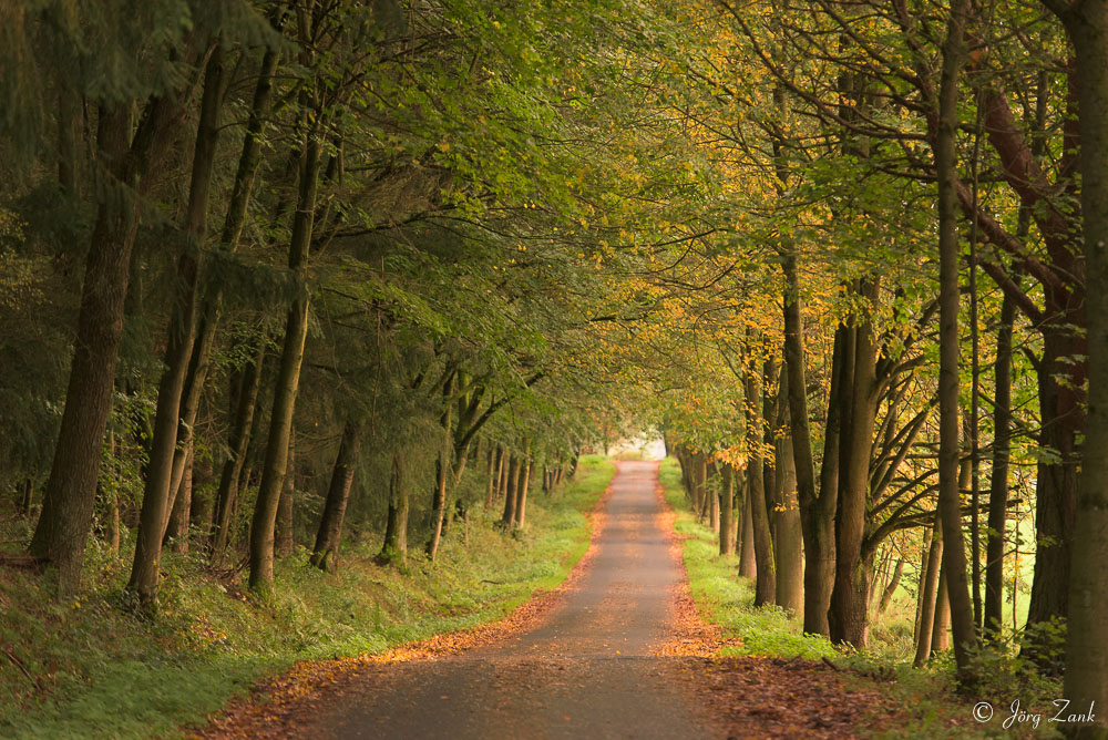 Ein Waldweg und ein Abschied von der FC...