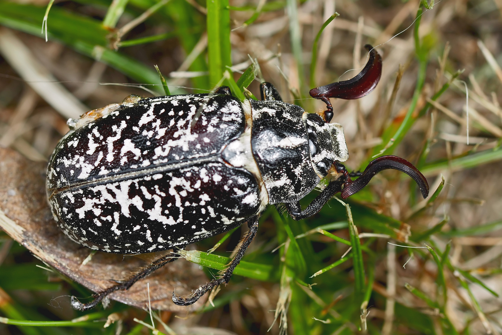 Ein Walker-Männchen (Polyphylla fullo), das Töne von sich geben kann ... 