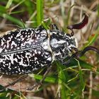 Ein Walker-Männchen (Polyphylla fullo), das Töne von sich geben kann ... 