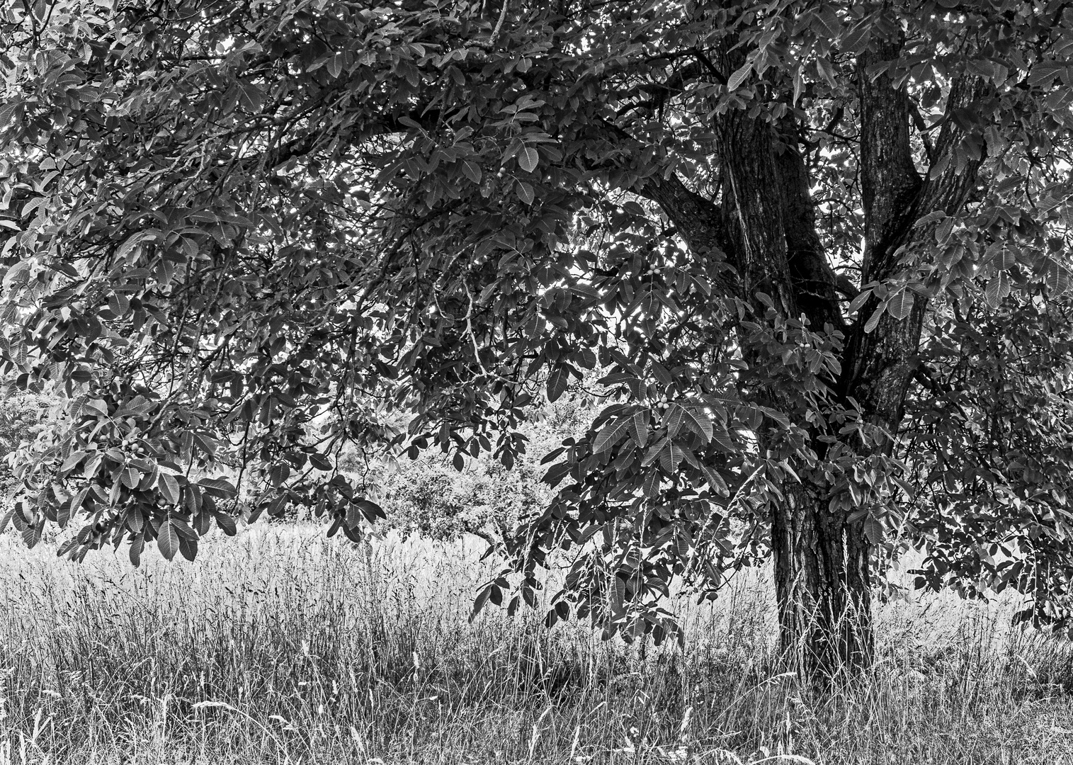 Ein Walnußbaum