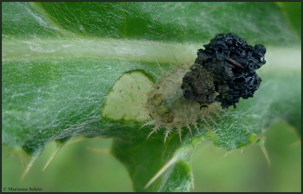 Ein wandelndes Kothäufchen... Foto & Bild natur, insekten, tiere