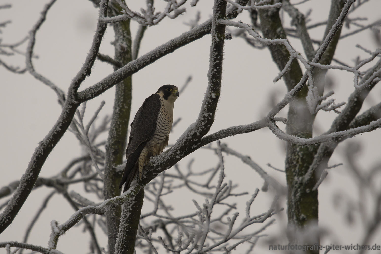 Ein Wanderfalke ..