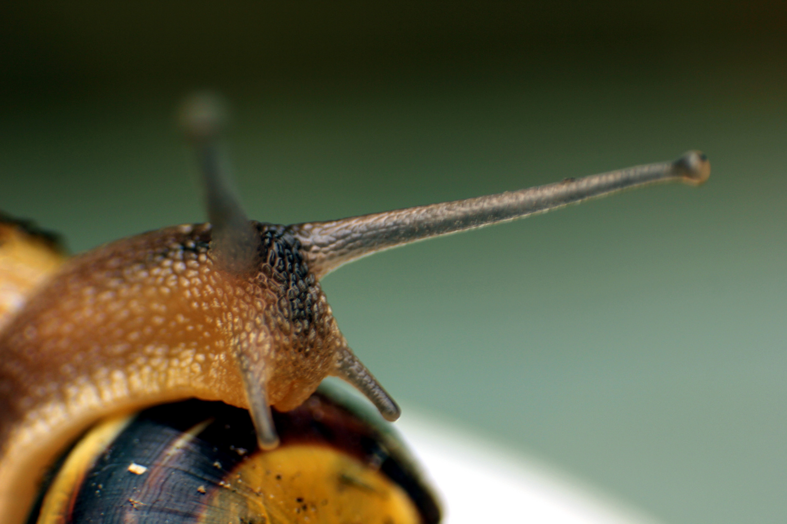 Ein Wandertag für die Schnecke. 