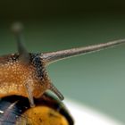 Ein Wandertag für die Schnecke. 